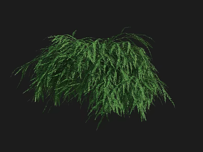 Dense Evergreen Shrub With Lush Green Foliage For Garden Landscaping Design 3d model