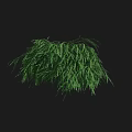 Dense Evergreen Shrub With Lush Green Foliage For Garden Landscaping Design