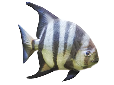 Striking Aquatic Animal With Black And White Stripes Large Fins And Distinctive Body 3d model