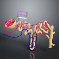 3D Illustration of Brain Neurons with Blood Vessels and Cellular Structures