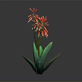 Green Aloe Plant With Red Flowers Blooming On Gray Studio Background