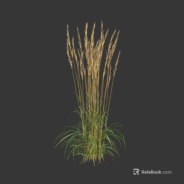 Tall Herbaceous Plant With Green Leaves And Spikelet Flowers On Dark Background 3d model 