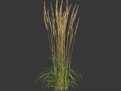 Tall Herbaceous Plant With Green Leaves And Spikelet Flowers On Dark Background 3d model