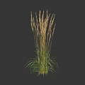 Tall Herbaceous Plant With Green Leaves And Spikelet Flowers On Dark Background