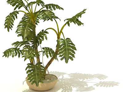 Indoor Potted Plant With Large Green Leaves In Ceramic Pot For Decoration 3d model