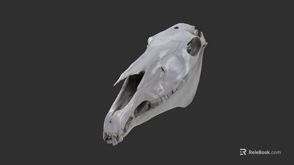 White Horse Skull With Detailed Bone Structure Isolated On Gray Background 3d model 