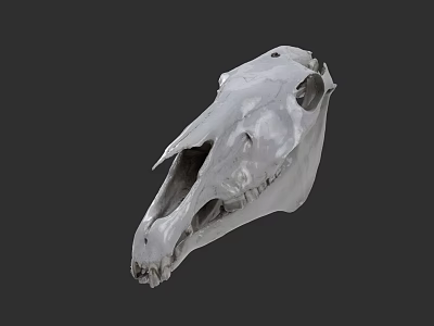 White Horse Skull With Detailed Bone Structure Isolated On Gray Background 3d model