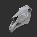White Horse Skull With Detailed Bone Structure Isolated On Gray Background