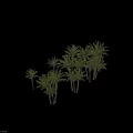 Palm Trees With Different Growth Forms Single And Multiple Stems For Landscaping 3d model