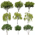 Various Arbor Trees With Weeping Willow And Round Crown Shapes And Green Foliage For Landscaping