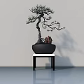 Bonsai Tree With Twisted Trunk Green Leaves In Black Pot On Small Table Light Wall
