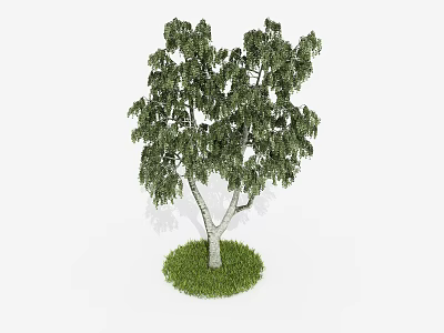 Arbor With Lush Green Leaves And White Trunk On Grass Base 3d model