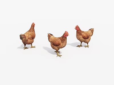 Three Brown Chickens Standing on White Background with Realistic Details 3d model