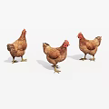 Three Brown Chickens Standing on White Background with Realistic Details 3d model