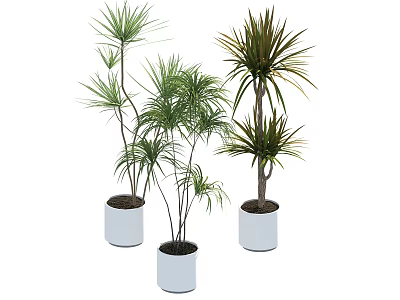 Indoor Green Plants In White Pots For Home Decor And Interior Design 3d model