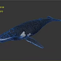 Detailed 3D Whale Model With Open Mouth Dark Body And White Underbelly