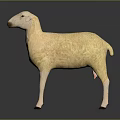 Light Yellow 3D Sheep Model In Standing Pose On Dark Reflective Background Surface