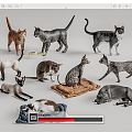 Modern Cat Pet Cat 3d model