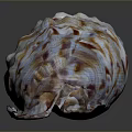 Colorful Shell With Organ Inspired Shape And Hair Like Surface Textures