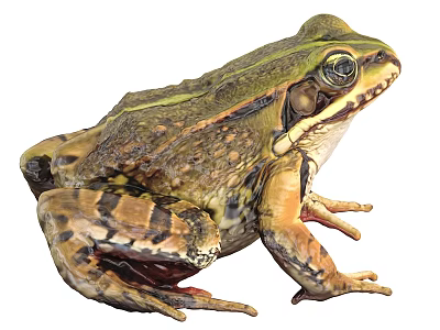 High Quality Photo Of Reptile With Green Stripes Brown Skin Pattern Big Eyes And Textured Body 3d model