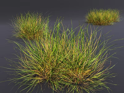 Natural Wild Grass Clumps In Group With Green And Yellow Foliage Growing 3d model