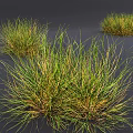 Natural Wild Grass Clumps In Group With Green And Yellow Foliage Growing