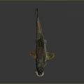 Detailed Fish Anatomy Featuring Eyes Mouth Fins And Textured Scales Structure