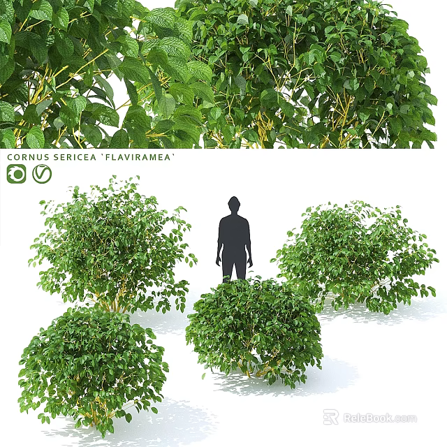 Garden Ornamental Shrubs Cornus sericea Flaviramea for Landscaping Design with Green Foliage and Bushy Growth 3d model 