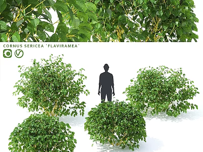 Garden Ornamental Shrubs Cornus sericea Flaviramea for Landscaping Design with Green Foliage and Bushy Growth 3d model