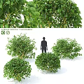 Garden Ornamental Shrubs Cornus sericea Flaviramea for Landscaping Design with Green Foliage and Bushy Growth