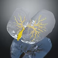 Transparent Biological Structure With Yellow Branching Networks And Reflective Surface