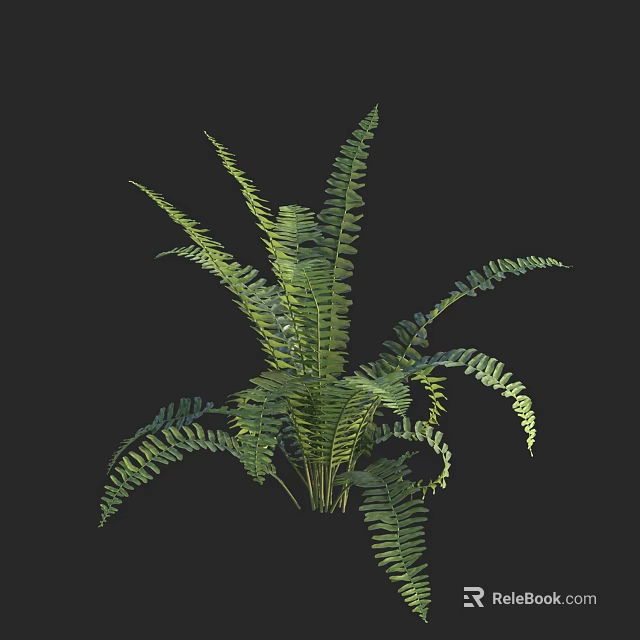 Lush Green Fern Plant With Feathery Fronds And Vibrant Foliage For Indoor Decorative Gardens 3d model 