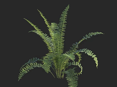 Lush Green Fern Plant With Feathery Fronds And Vibrant Foliage For Indoor Decorative Gardens 3d model