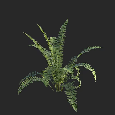 Lush Green Fern Plant With Feathery Fronds And Vibrant Foliage For Indoor Decorative Gardens 3d model