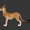 Orange Furred Animal With Large Ears White Underbelly And Black Tail Standing On Shiny Surface