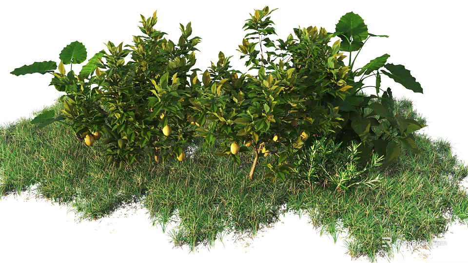 Lush Green Shrubs With Vibrant Yellow Fruits And Fresh Grass Around 3d model 