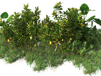 Lush Green Shrubs With Vibrant Yellow Fruits And Fresh Grass Around 3d model