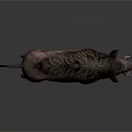 Wild Boar With Long Tusks Dark Skin And Rough Fur On White Background