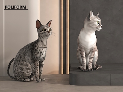 Cat Pet Cat 3d model