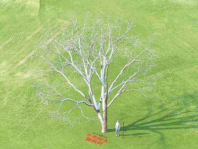 Modern Tree Sugar Maple Winter Trees Plants 3d model