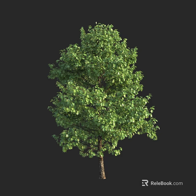 Tall Arbor Isolated With Lush Green Foliage And Brown Trunk On Black 3d model 