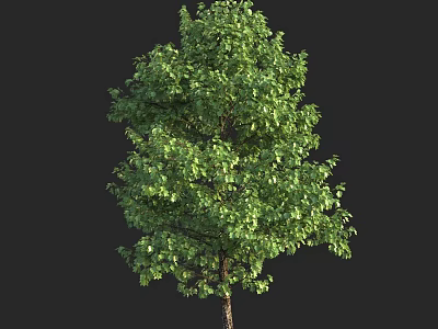 Tall Arbor Isolated With Lush Green Foliage And Brown Trunk On Black 3d model