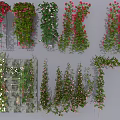 Beautiful Red White Flowering Vines Climbing Wall Arch Fence Garden Decorative Plants