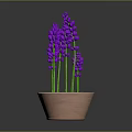 Fresh Purple Lavender Plant In Terracotta Pot For Indoor Home Decor