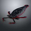Realistic Black and Red Shrimp With Detailed Texture in 3D Digital Rendering 3d model