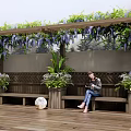 Lush Purple Vines Covering Wooden Pergola In Outdoor Relaxing Area With Bench And Greenery