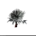3D Rendered Arbor Palm Tree With Fan Shaped Leaves And Red Trunk Structure