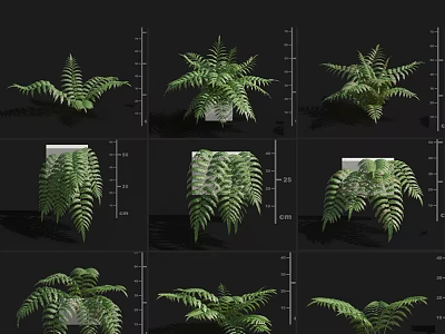 Diverse Green Fern Plants With Various Leafy Forms And Natural Growth Habits 3d model