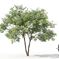 Lush Green Leafy Arbor Tree With Dense Foliage And Girl Silhouette Walking Nearby