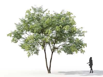 Lush Green Leafy Arbor Tree With Dense Foliage And Girl Silhouette Walking Nearby 3d model